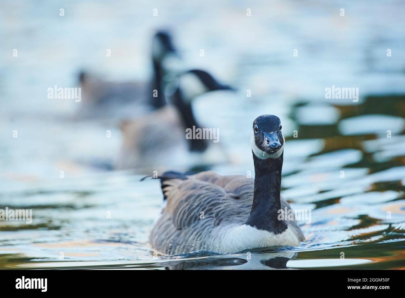 Kanadagans (Branta canadensis), See, frontal, Schwimmen Stockfoto