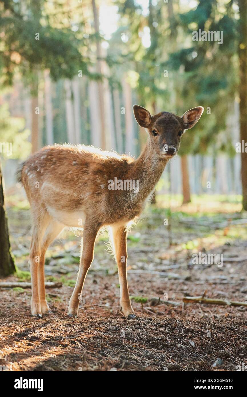 Damwild (Dama dama), Wald, stehend, mit Blick auf die Kamera Stockfoto