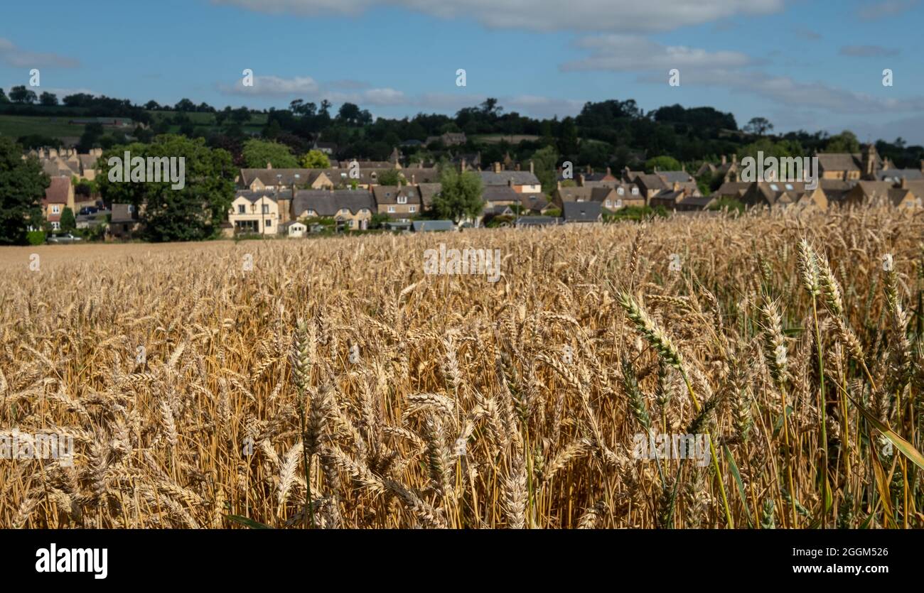 Die Cotswold-Stadt Chipping Campden, Gloucestershire, Großbritannien am Horizont. Fotografiert im Spätsommer mit einem Weizenfeld im Vordergrund. Stockfoto