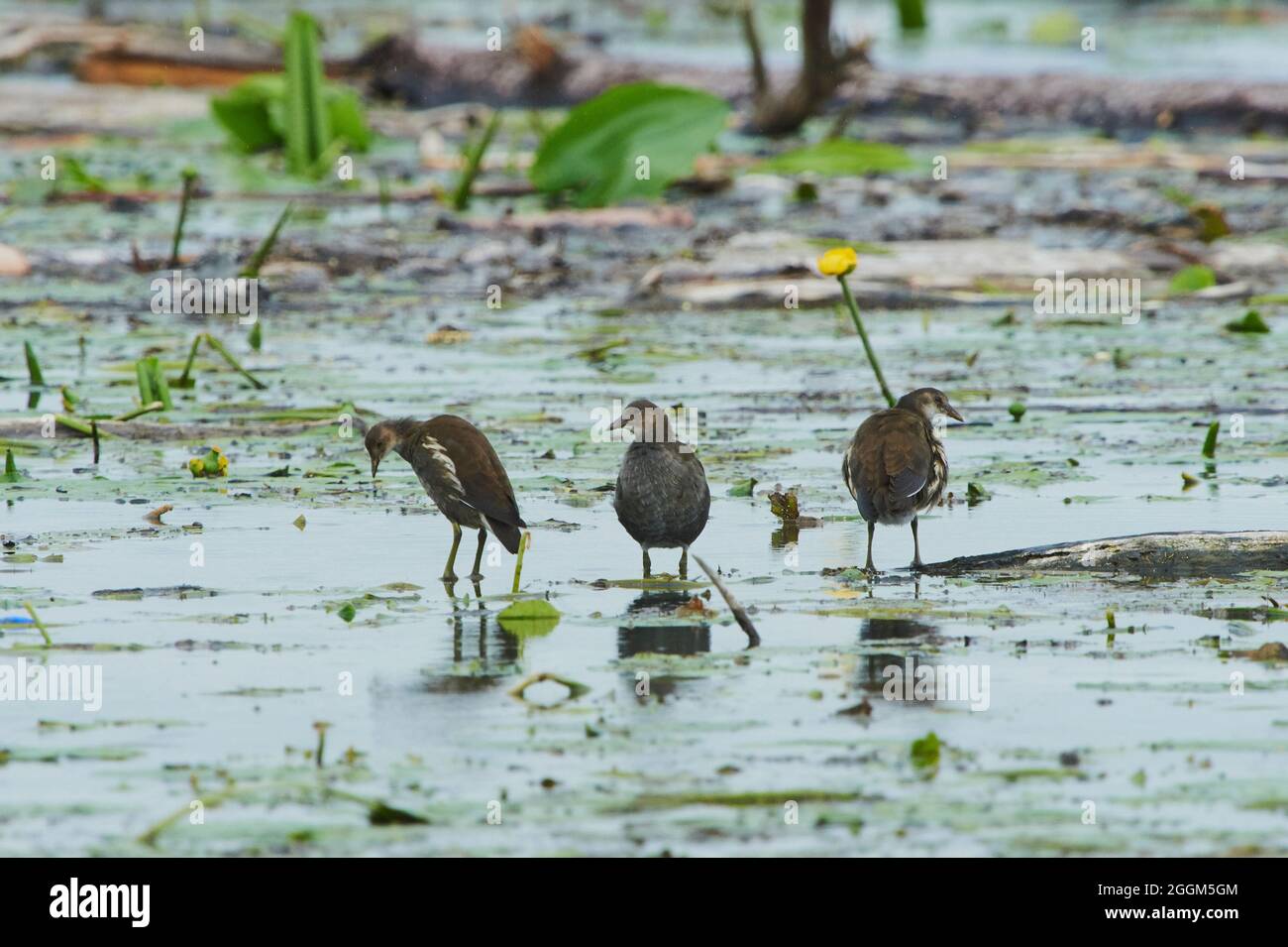 Teichschiene (Gallinula chloropus), Jungvögel, Wasser, Baumstamm, seitlich, Steh auf Stockfoto