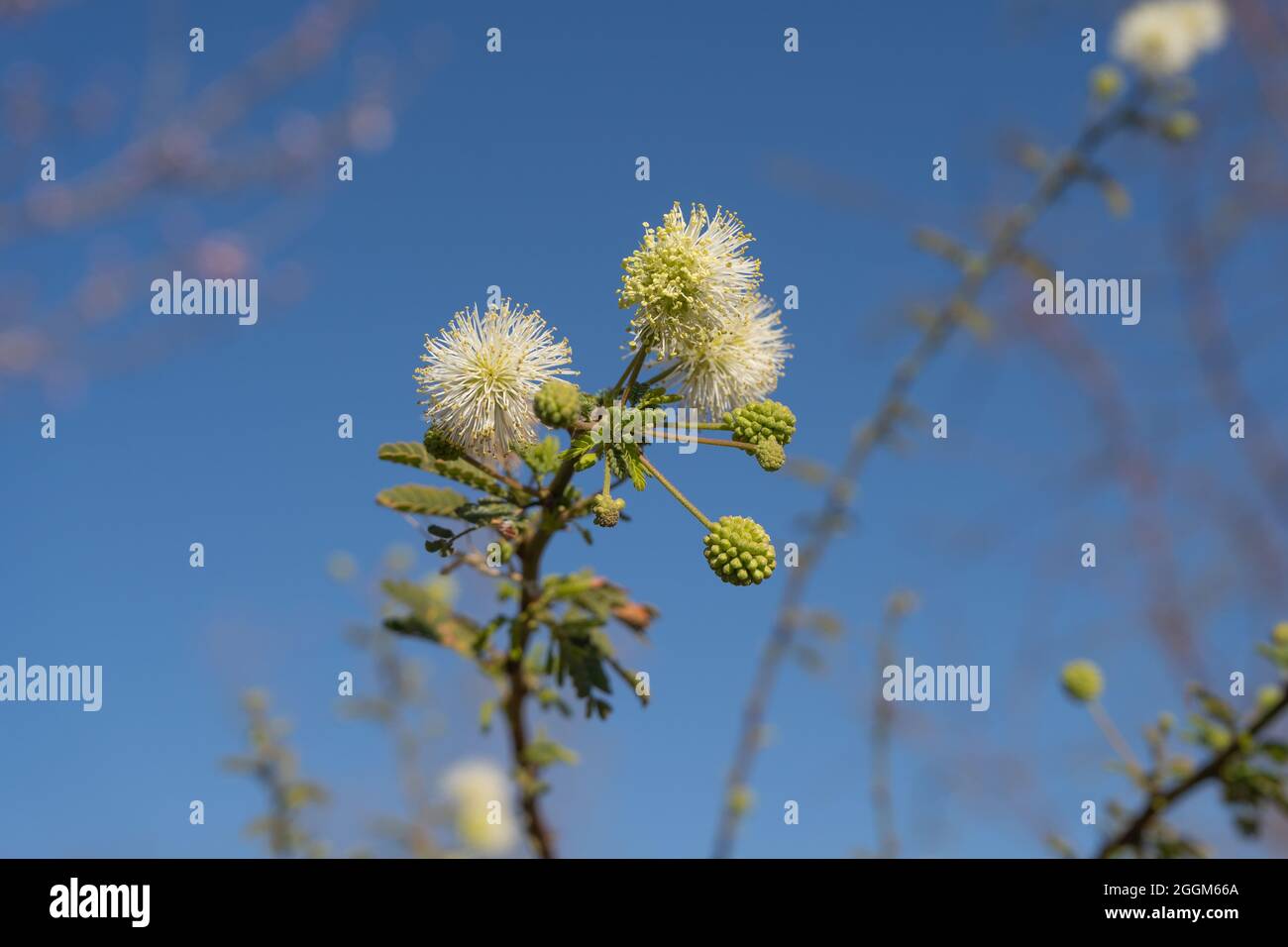 Schönes Exemplar der blühenden Mimosa farinosa Stockfoto