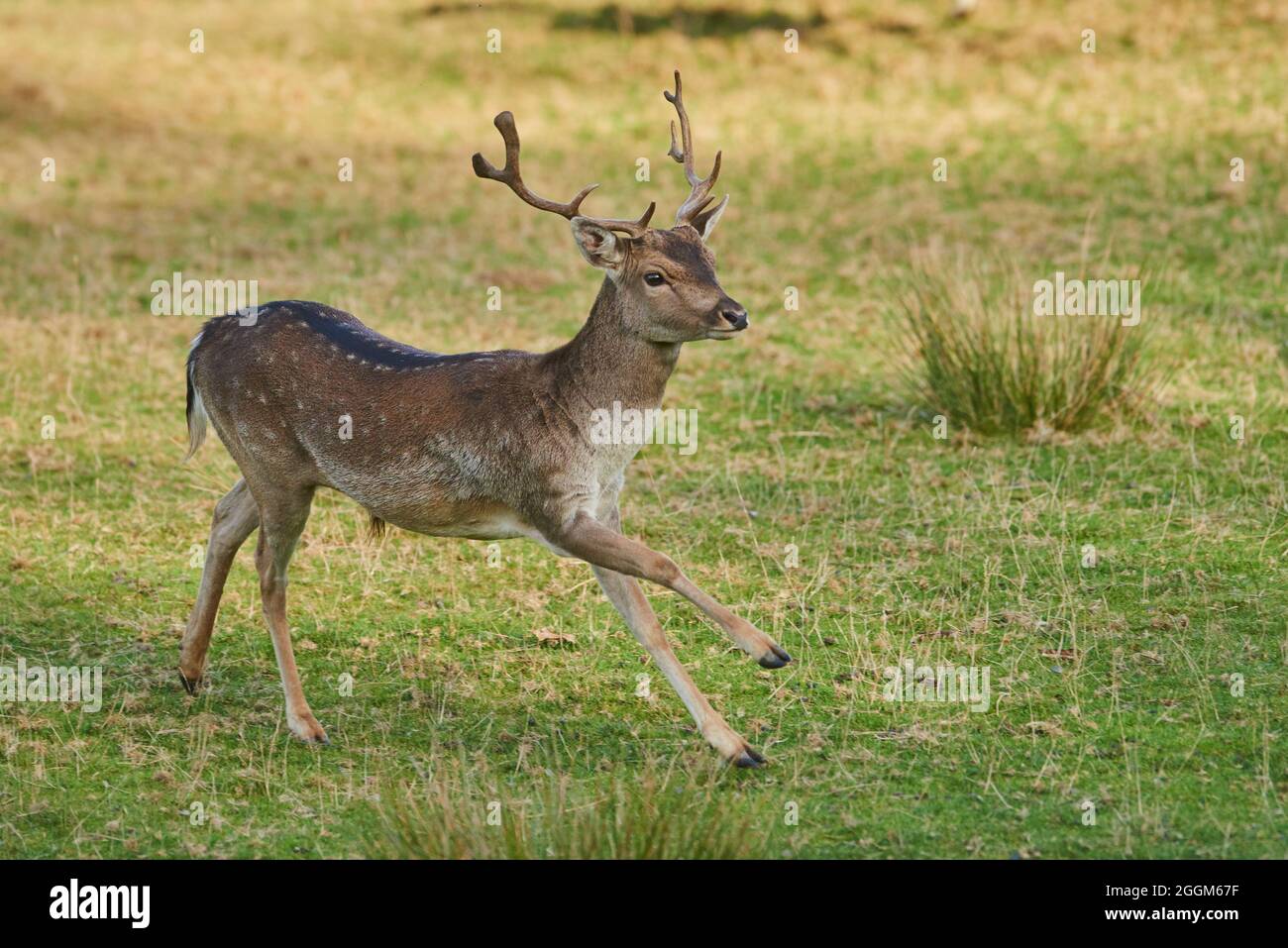 Dama dama jump -Fotos und -Bildmaterial in hoher Auflösung – Alamy