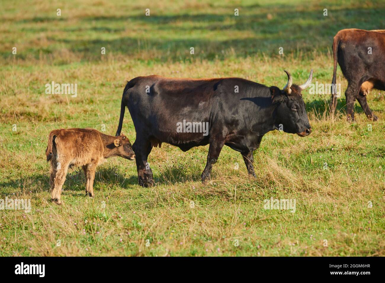 Aurochen (Bos primigenius), Kuh, Kalb, Wiese, seitlich, Läuft Stockfoto