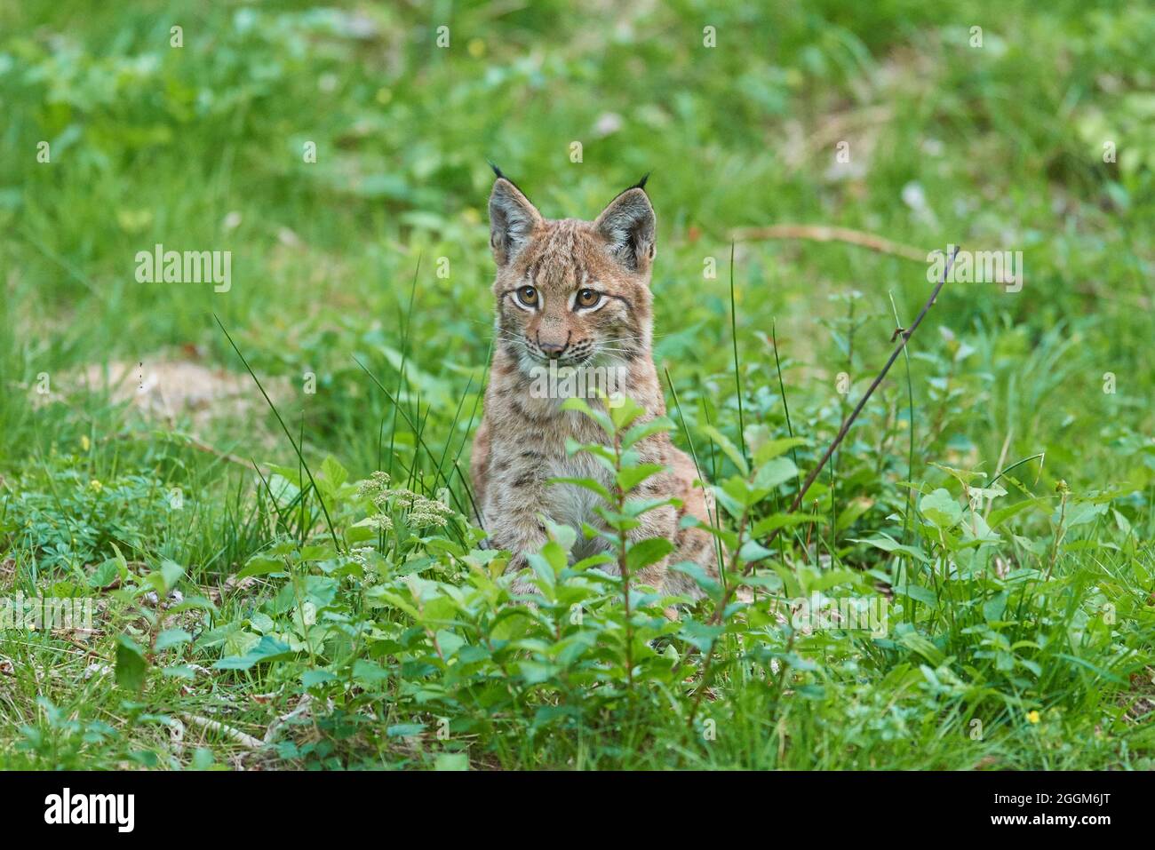 Nördlicher Luchs (Lynx Luchs), junges Tier, Wald, stehend Stockfoto