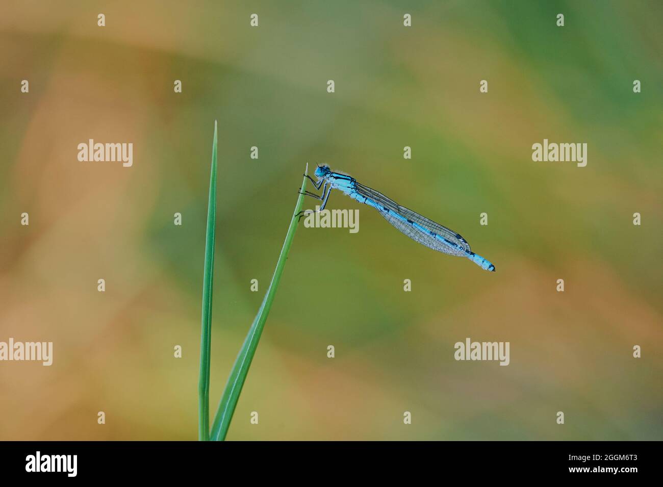 Hufeisendamsel (Coenagrion puella), Ast, Bank, seitlich, sitzend, Nahaufnahme Stockfoto