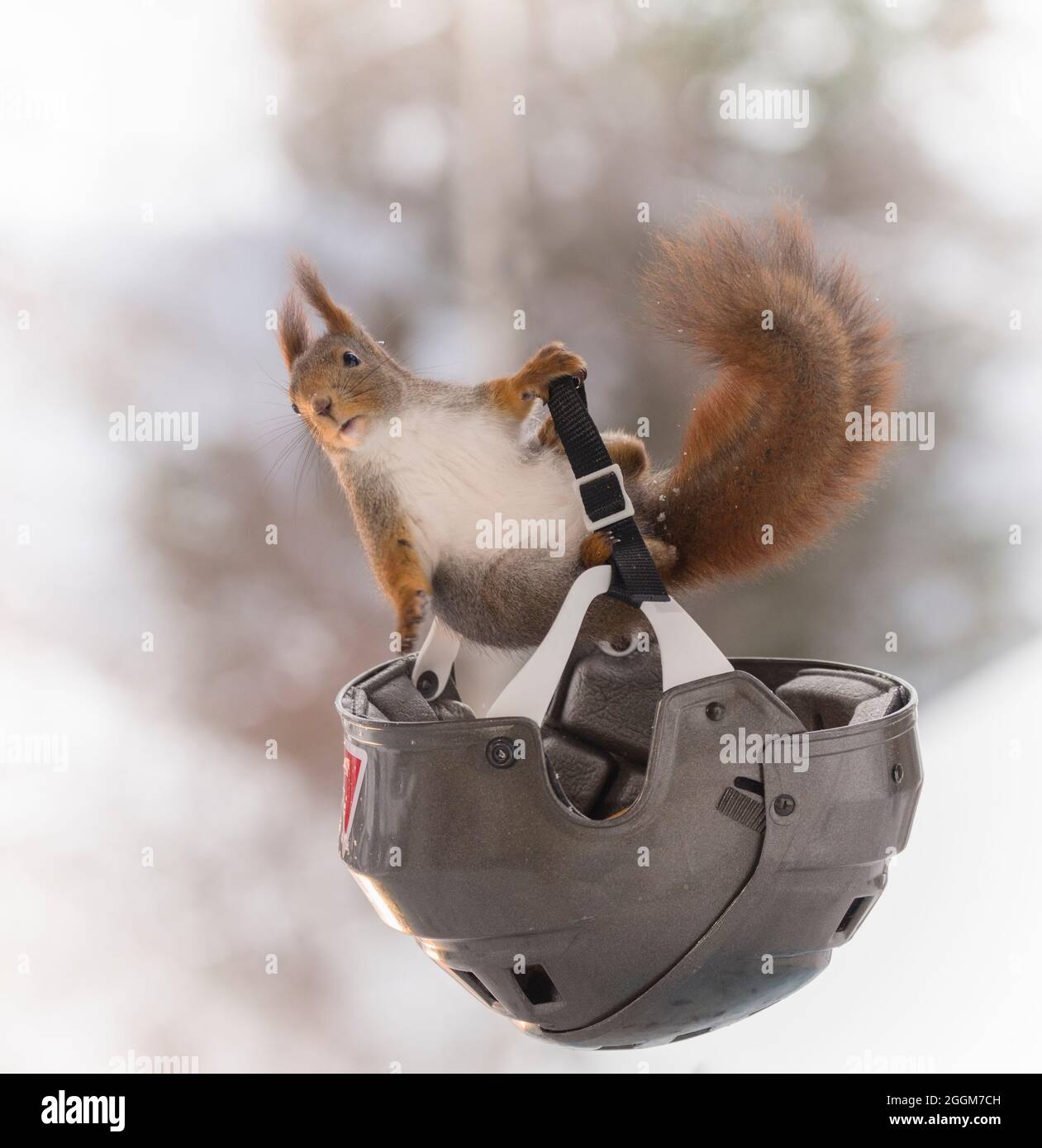 Rote Eichhörnchen ist Klettern ein Helm Stockfoto