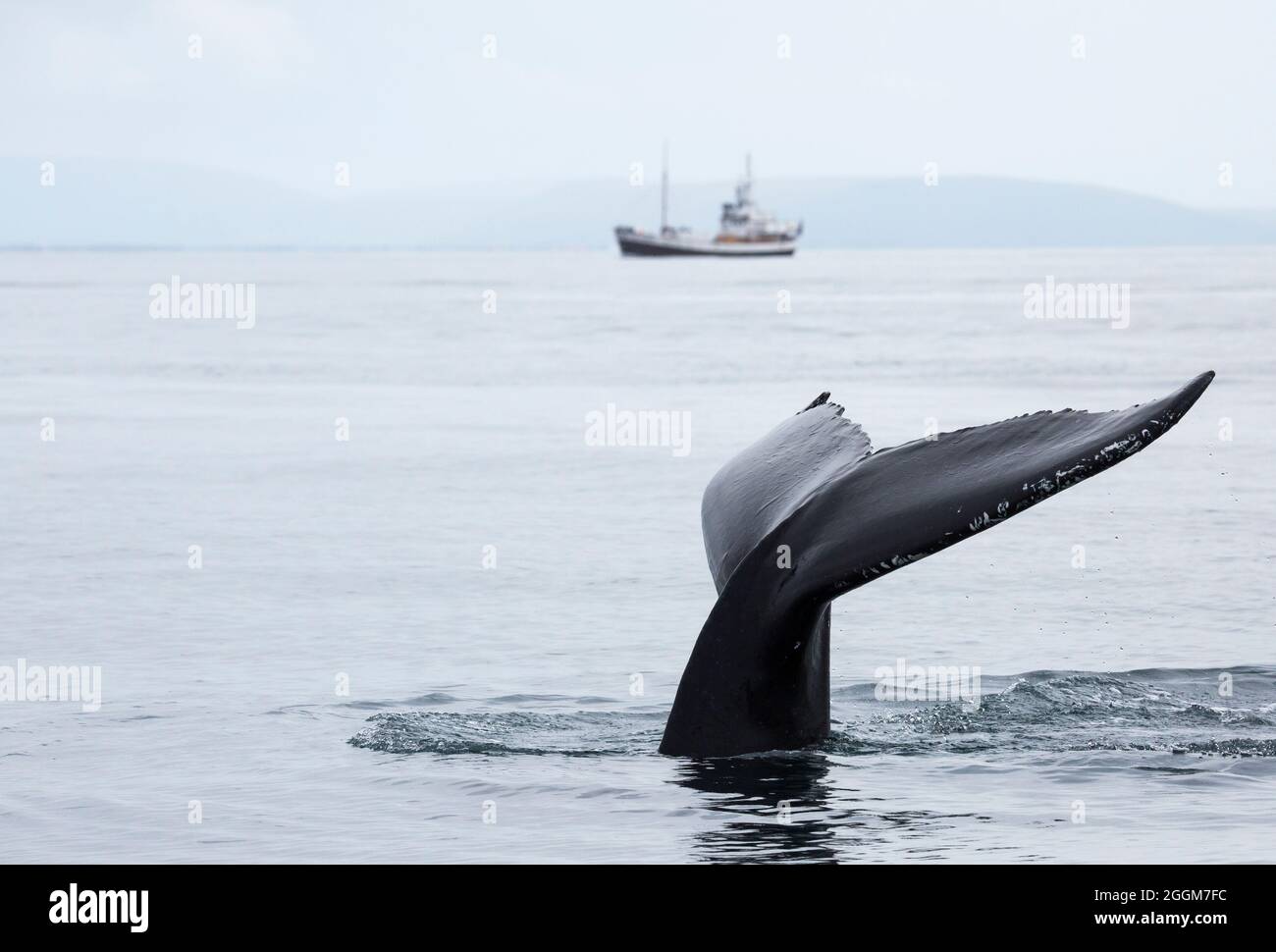 Die Flosse eines Buckelwals. Stockfoto