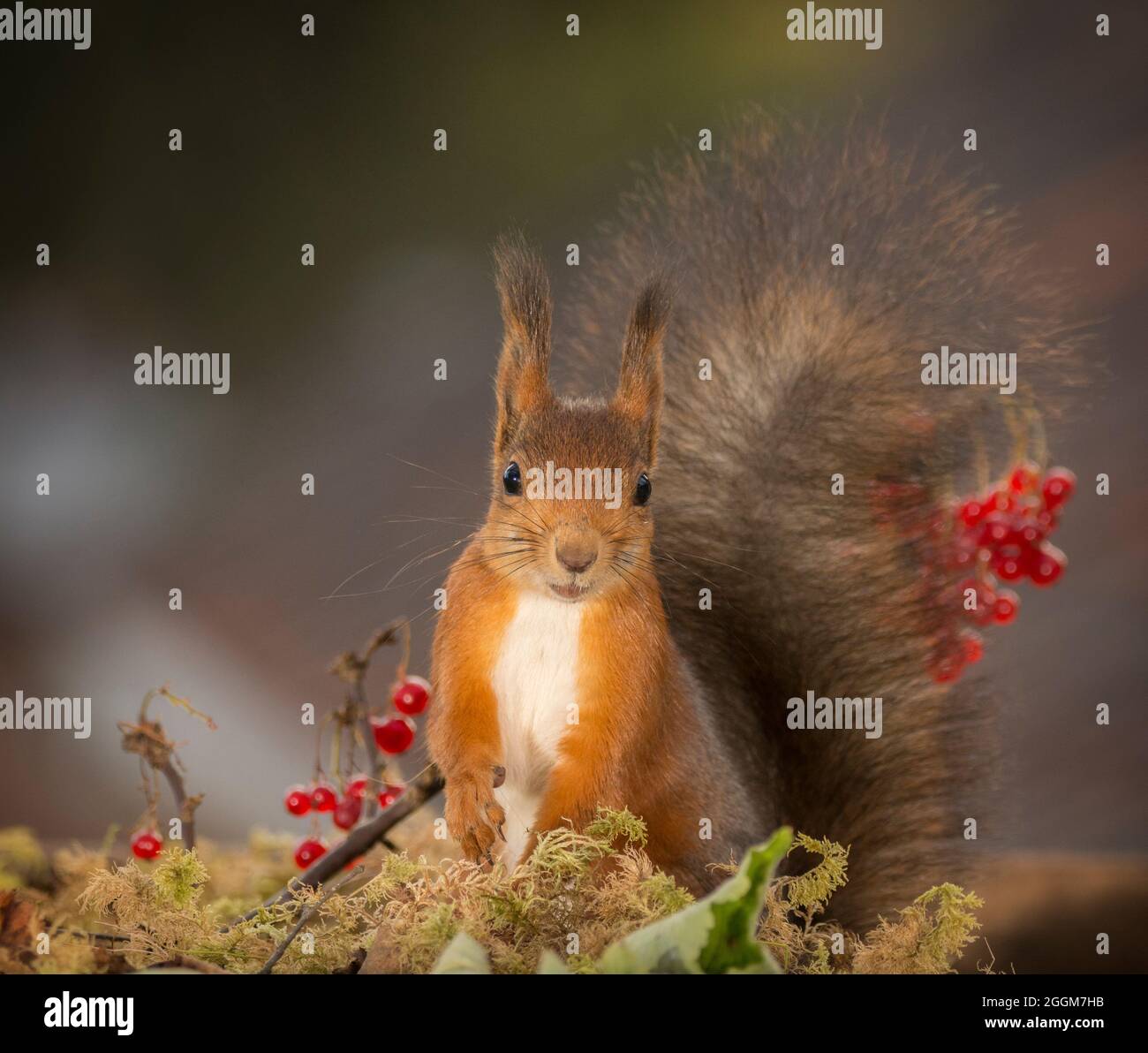 Eichhörnchen auf Kamera mit rote Johannisbeere Stockfoto