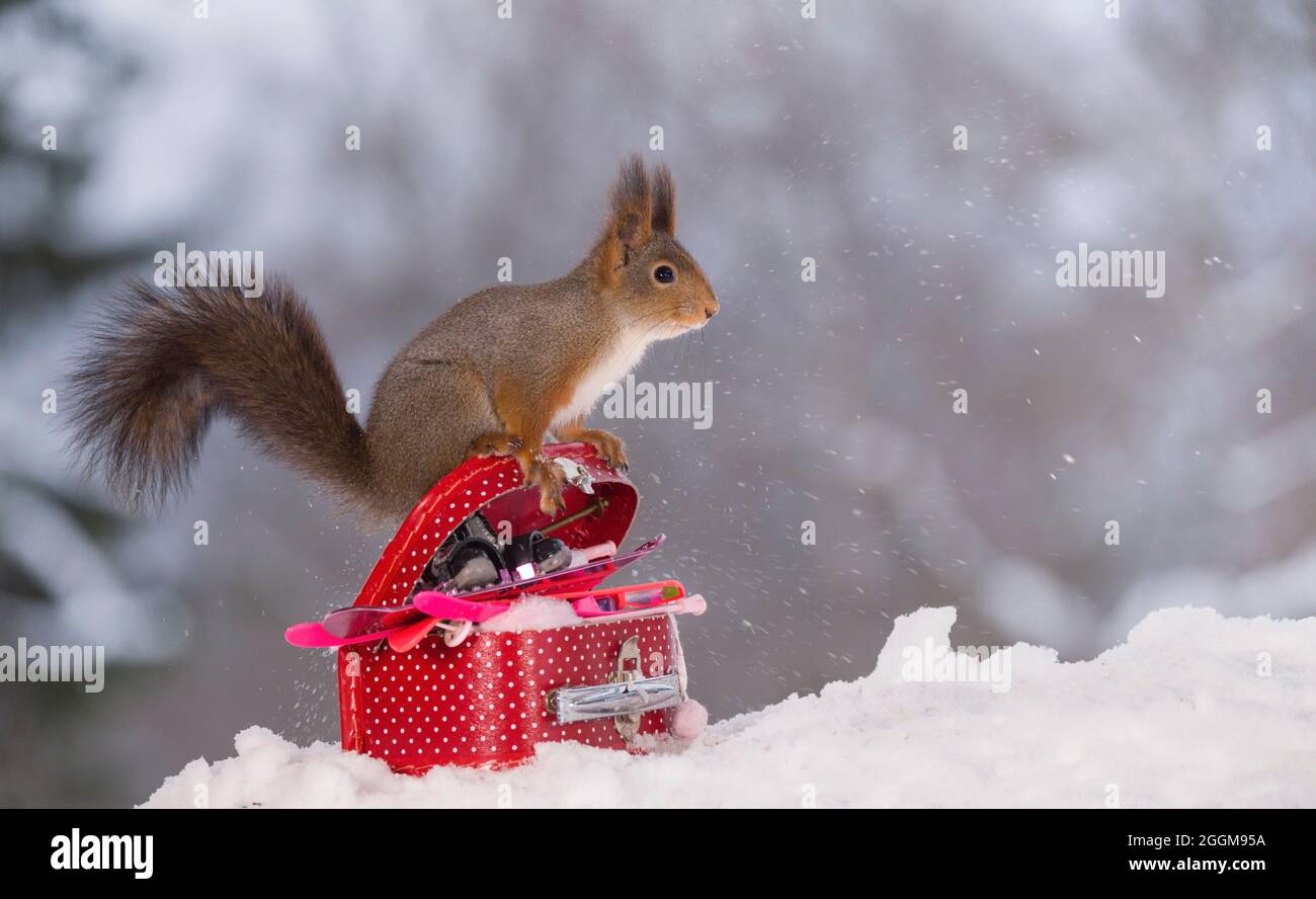 Rote Eichhörnchen auf einen Koffer mit Winter Sport Artikel Stockfoto