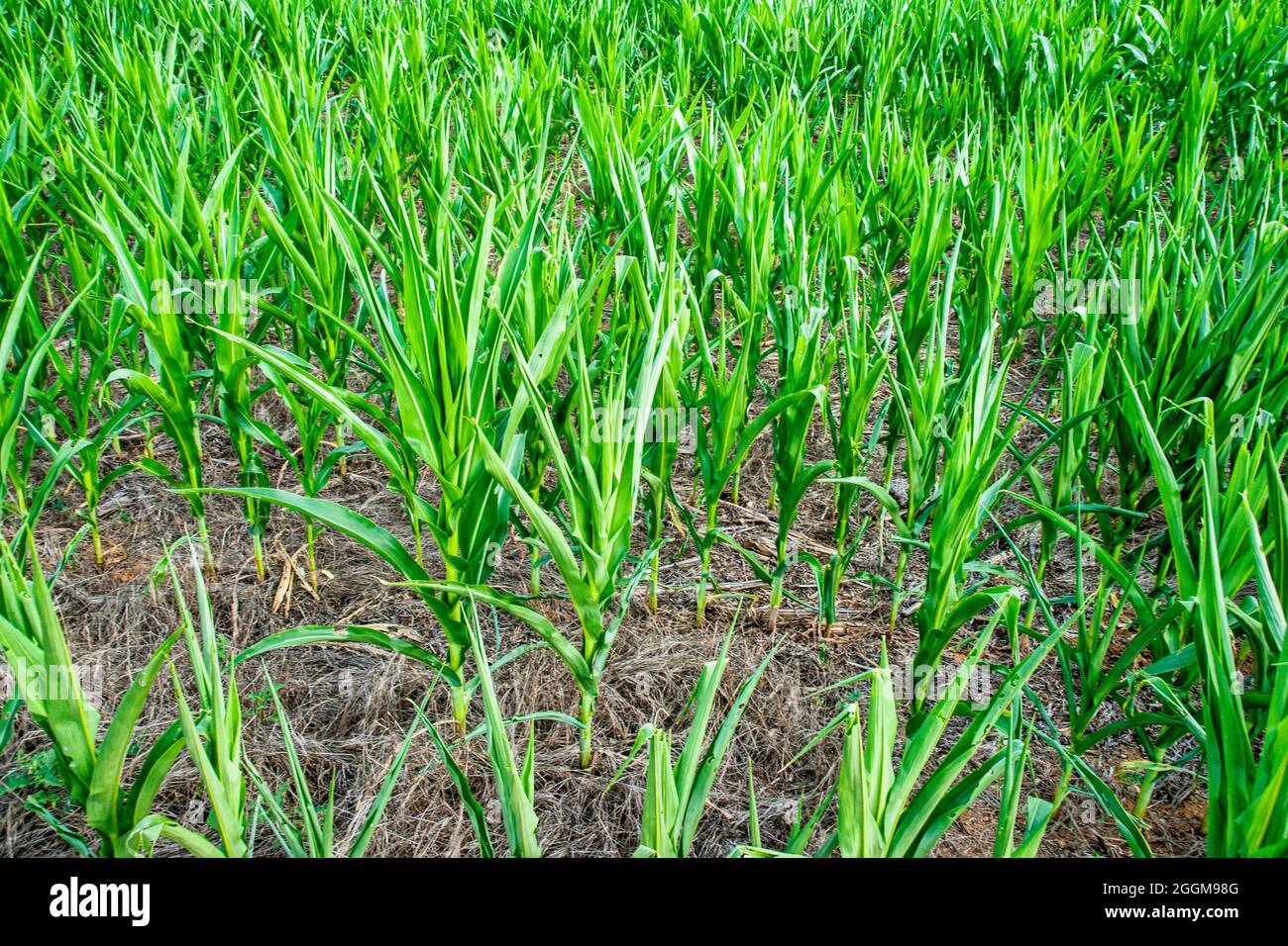 Das Gebiet Cornfield des Antietam National Battlefield in Sharpesburg, Maryland. Stockfoto