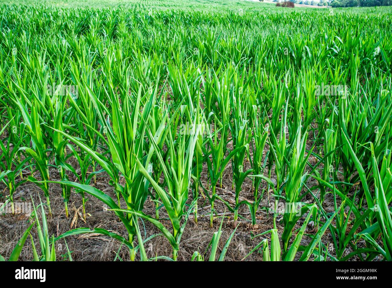 Das Gebiet Cornfield des Antietam National Battlefield in Sharpesburg, Maryland. Stockfoto