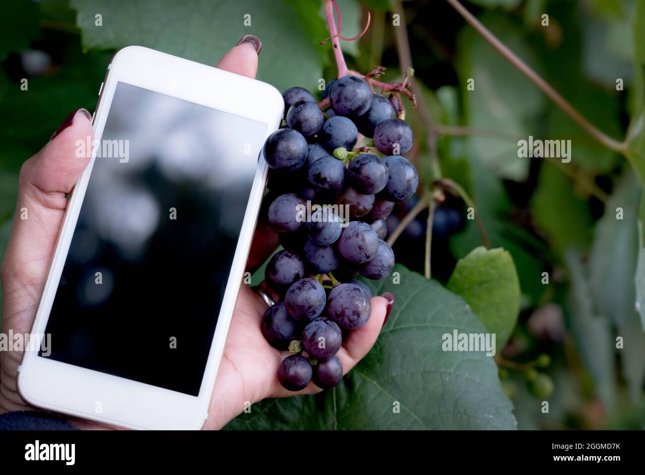 Weinplantage Stockfotos und -bilder Kaufen - Alamy