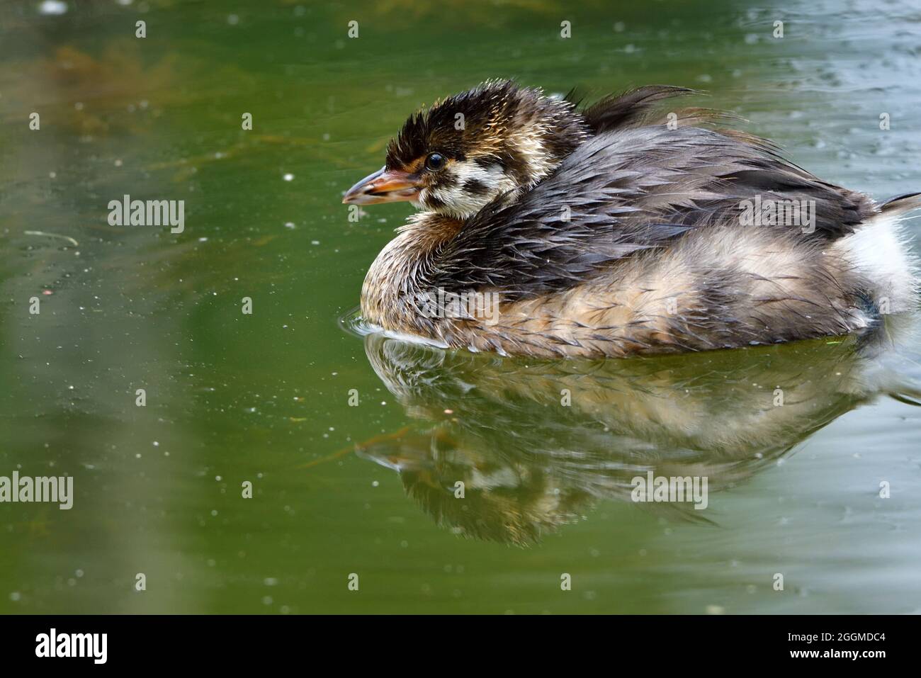 Ein Waldschnabel-Küken ' Podilymbus podiceps', schwimmt auf den stillen Gewässern eines abgelegenen Biberteiches im ländlichen Alberta, Kanada. Stockfoto