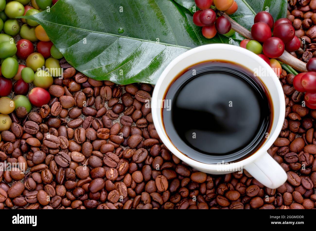 Roher oder reifer roter Zweig von Arabica- und Robusta-Bohnen und Bio-Kaffeebohnen am Baum. Bauer Ernte Obst auf dem Bauernhof in Java. Kaffeebaum die Plantagen Stockfoto