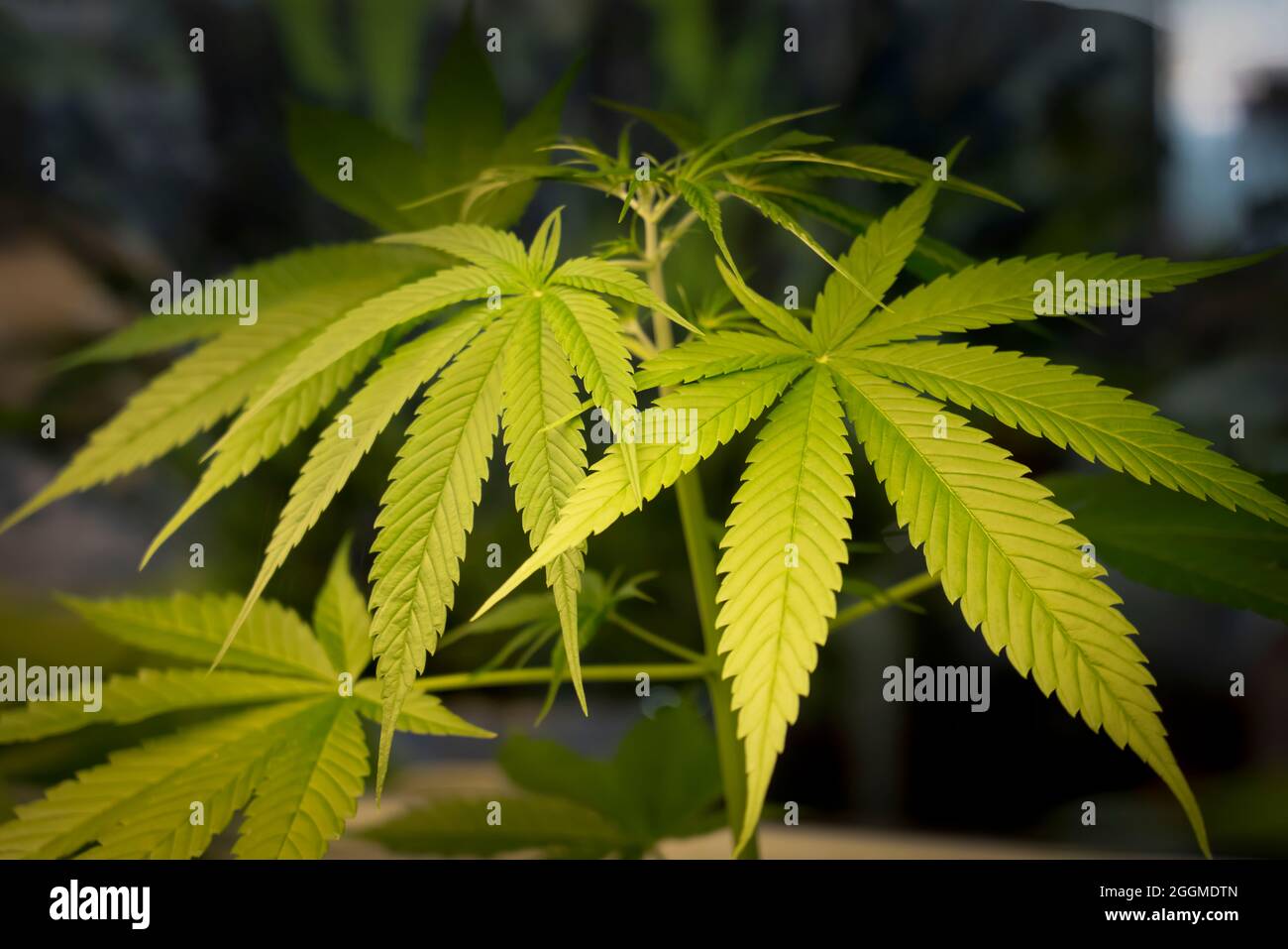 Marihuana grüne Blätter auf Baum Indoor-Anbau. Cannabispflanzen wachsen in Glashaus. Anbau von medizinischem Marihuana. Stockfoto
