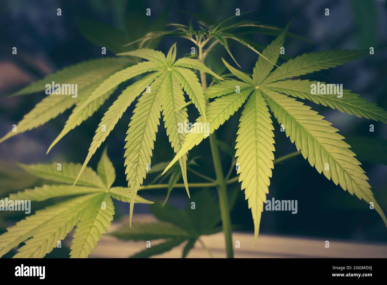 Marihuana grüne Blätter auf Baum Indoor-Anbau. Cannabispflanzen wachsen in Glashaus. Anbau von medizinischem Marihuana. Stockfoto
