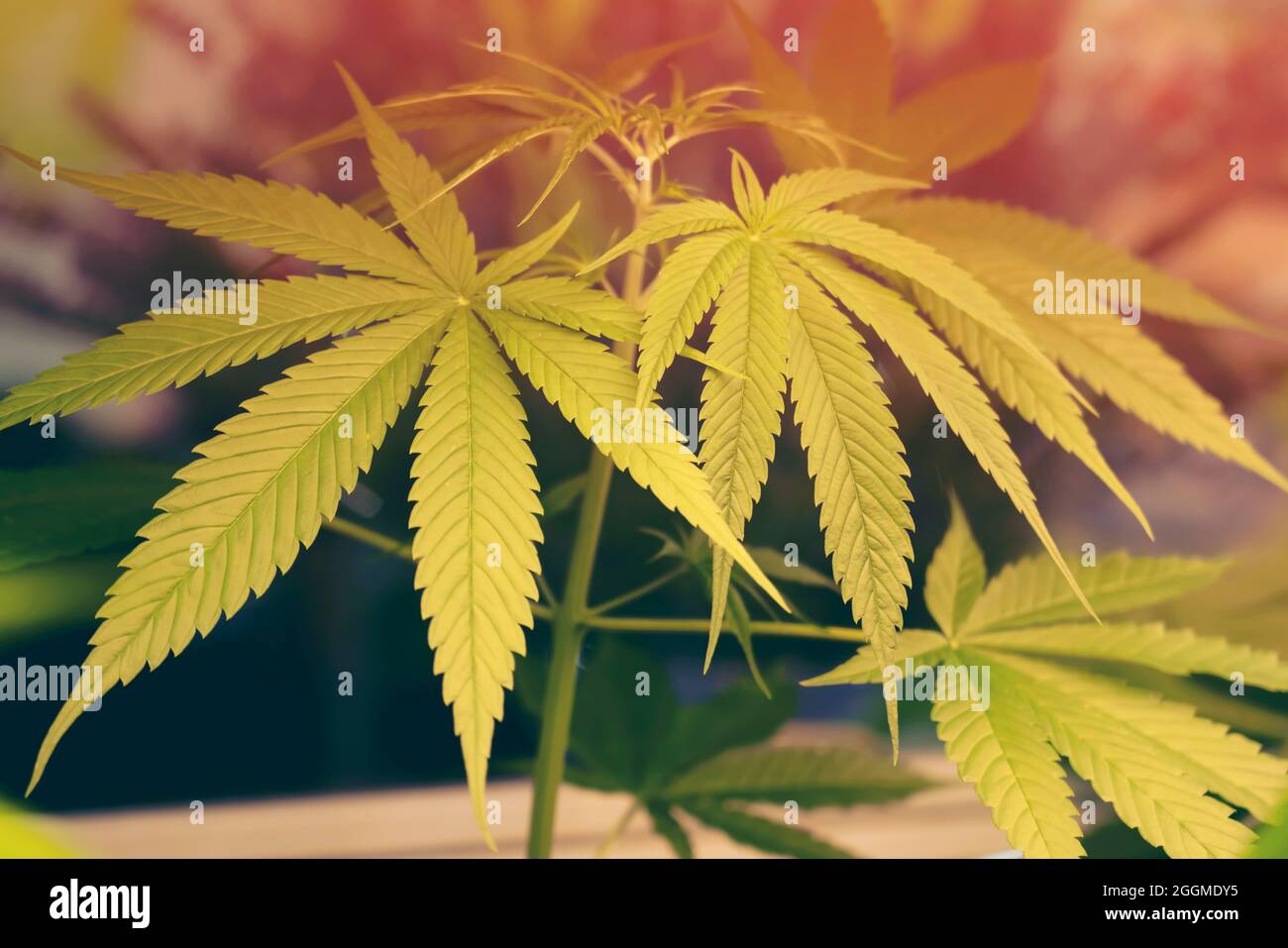 Marihuana grüne Blätter auf Baum Indoor-Anbau. Cannabispflanzen wachsen in Glashaus. Anbau von medizinischem Marihuana. Stockfoto