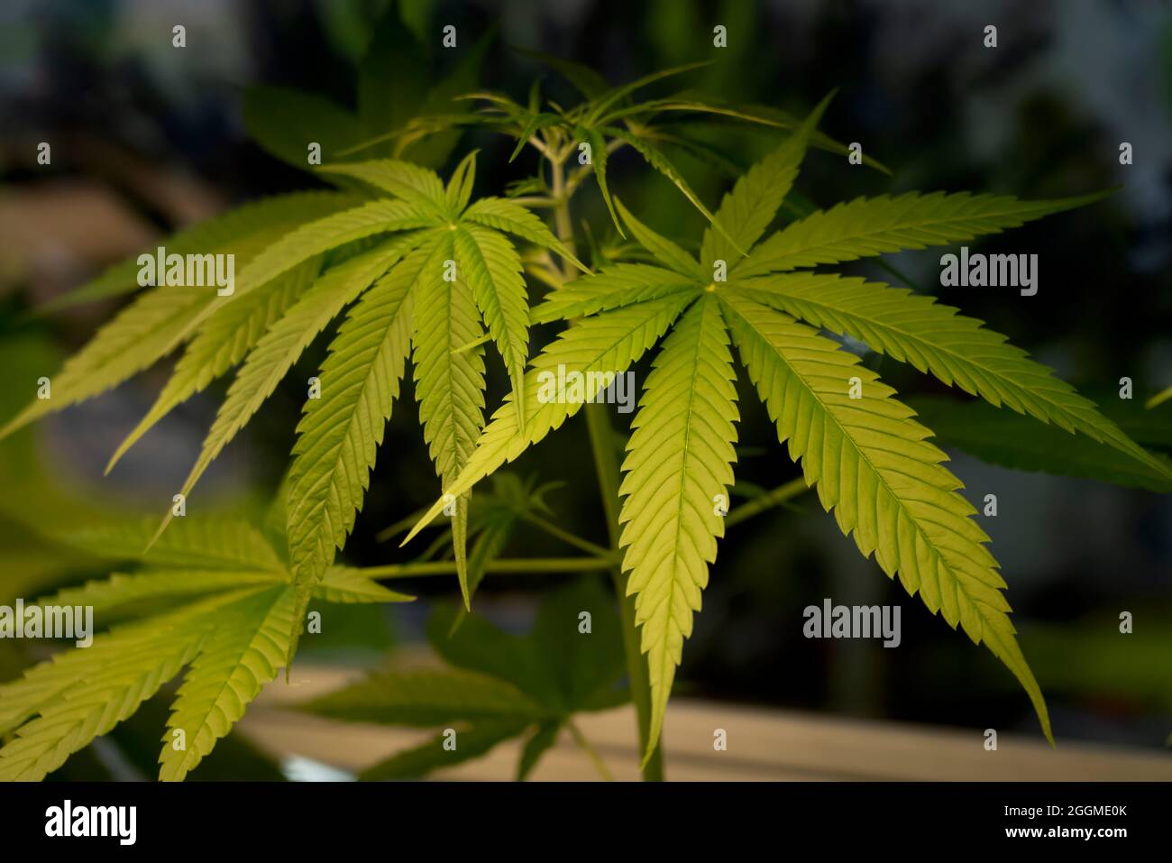Marihuana grüne Blätter auf Baum Indoor-Anbau. Cannabispflanzen wachsen in Glashaus. Anbau von medizinischem Marihuana. Stockfoto