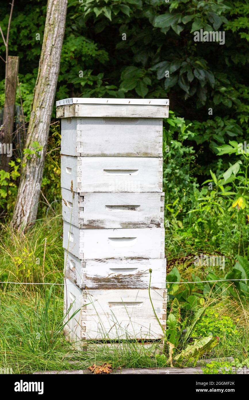 Langstroth-Bienenstockboxen auf einer DeKalb County Farm in der Nähe von Spencerville, Indiana, USA. Stockfoto