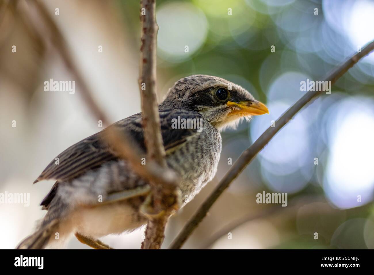 Seitenansicht Nahaufnahme des ganzen Körpers eines gelbschnabeligen Garnelenvogels, der auf einem Ast thront, mit großen Mengen von glattem Bokeh in hellem Licht Stockfoto