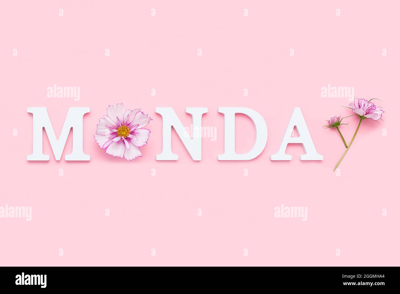 Montag. Motivationszitat aus weißen Buchstaben und Schönheit natürliche Blumen auf rosa Hintergrund. Kreatives Konzept Hallo Montag, positive Stimmung. Stockfoto