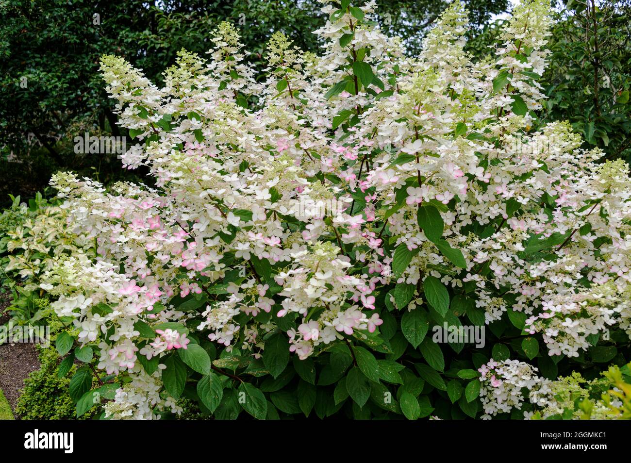Hortensia paniculata rubbea, Hortensiaceae. Weiße Blütenköpfe werden im Spätsommer rosa. Stockfoto
