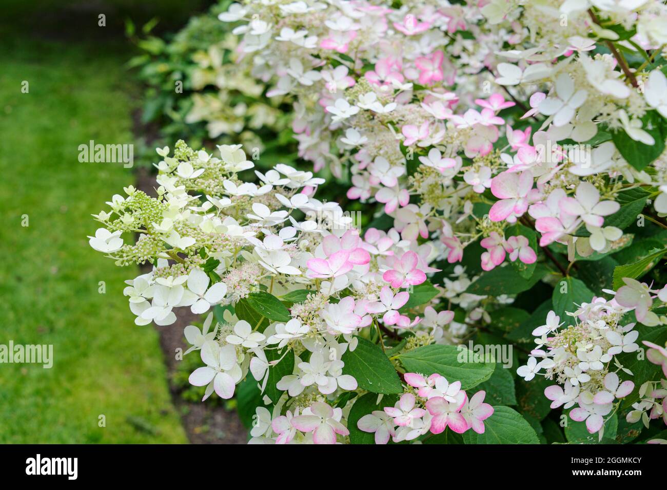 Hortensia paniculata rubbea, Hortensiaceae. Weiße Blütenköpfe werden im Spätsommer rosa. Stockfoto