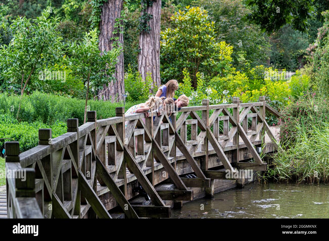 Kinder blicken über die Brücke auf Fische im Wasser. Fröhliche und fröhliche Zeiten im Sommer. Stockfoto