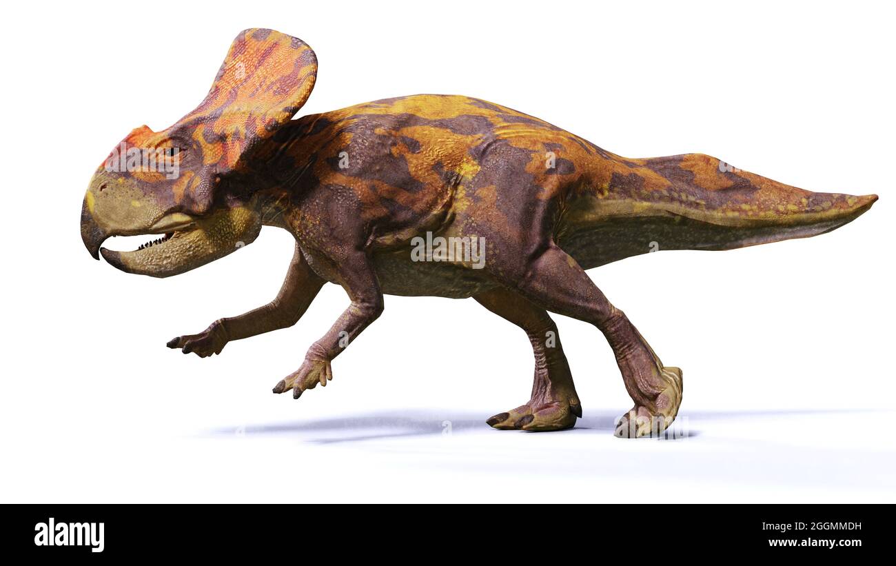 Protoceratops, ein Dinosaurier aus der späten Kreidezeit, isoliert auf weißem Hintergrund, 3d-Paläoart-Rendering Stockfoto
