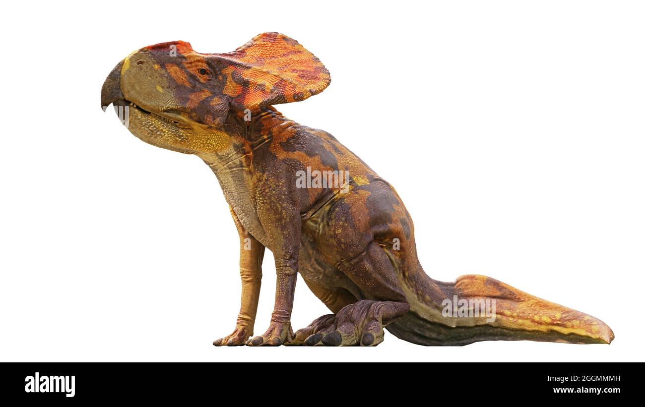 Protoceratops, Dinosaurier aus der späten Kreidezeit, isoliert sitzend mit Schatten auf weißem Hintergrund, 3d-Paläoart-Rendering Stockfoto