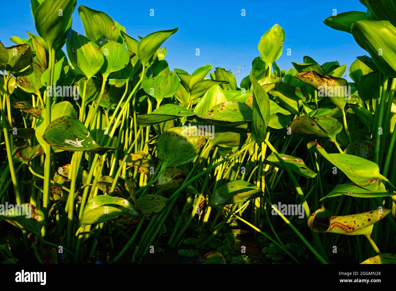 Eceng gondok (Eichhornia crassipes) @Nagara Daha, Kandangan, Kalsel Stockfoto