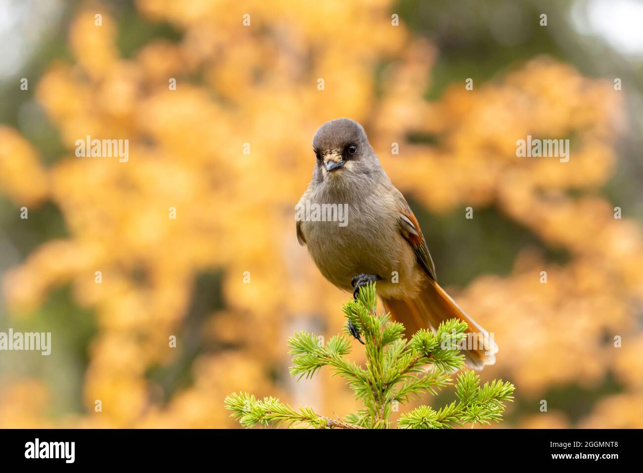 Freundlicher Vogel alter Wälder, Sibirischer eichelhäher, Perisoreus infaustus, der während des Herbstlaubes in Kuusamo, Nord-Finlan, auf einer kleinen Fichte thront Stockfoto