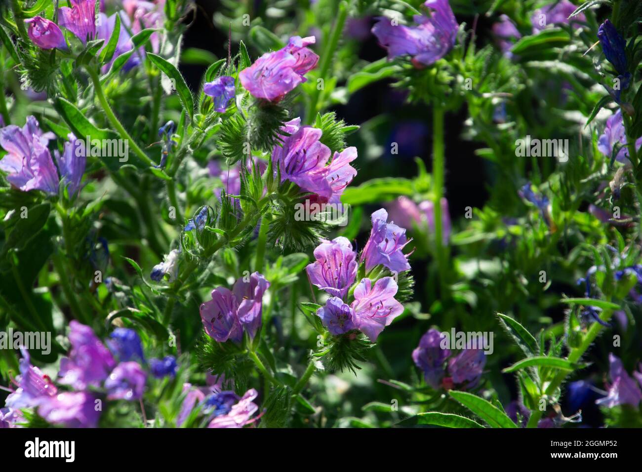 Echium vulgare schöne Wildblumen Nahaufnahme bienenfreundlich Sommer floralen Hintergrund Stockfoto