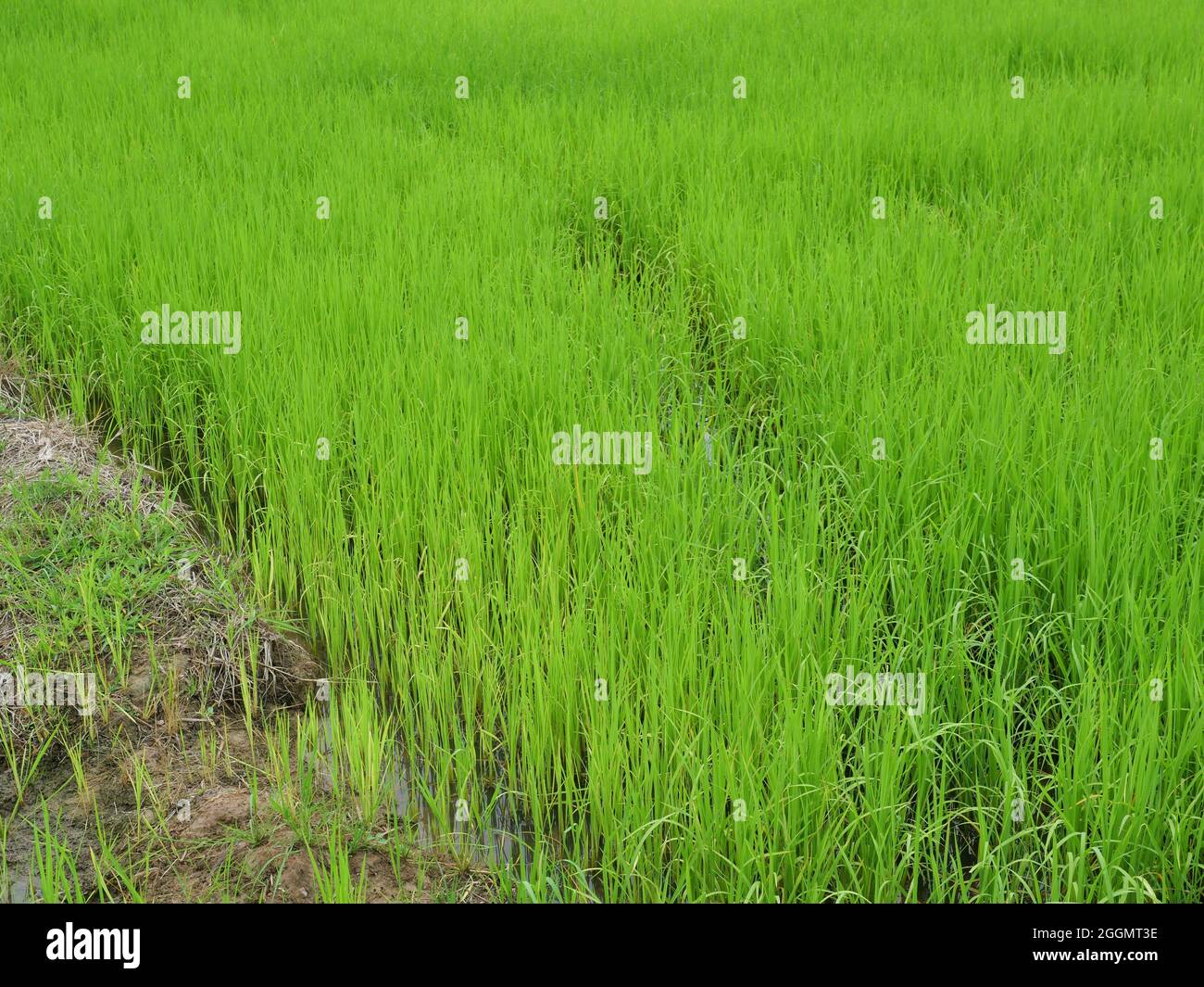 Das Wasser fließt auf dem Boden, der die Reispflanzung ist, Getreideernte in tropischen, dichten Gruppe von Pflanzen auf schmutzigen Land, Plantation Area in Thailand Stockfoto