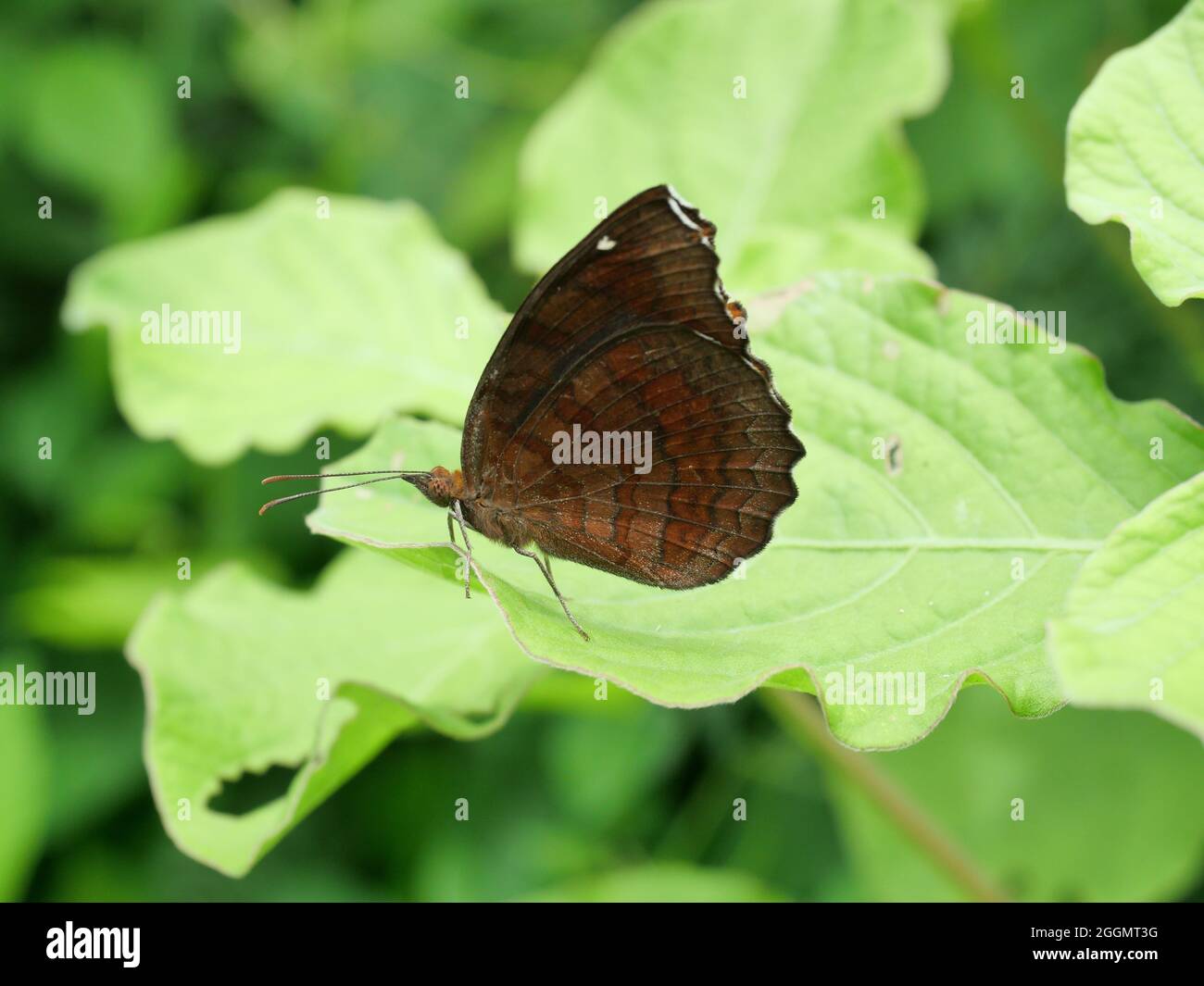 Der Angled Castor Butterfly auf Blatt mit naturgrünem Hintergrund, orange und braunen Streifen und weißen Flecken auf tropischen Insektenflügeln, Thailand Stockfoto