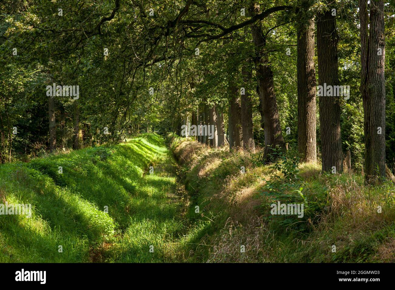 Der Bach Mühlenbach, der bei Wesel, Niederrhein, Nordrhein-Westfalen, Deutschland, fast ausgetrocknet ist. Der schnelle trockengefallene Mühlenba Stockfoto