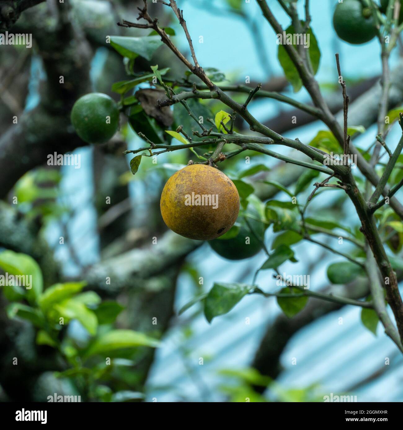 Selektive Fokusaufnahme eines Mandarinenbaums mit reifen und grünen Früchten Stockfoto