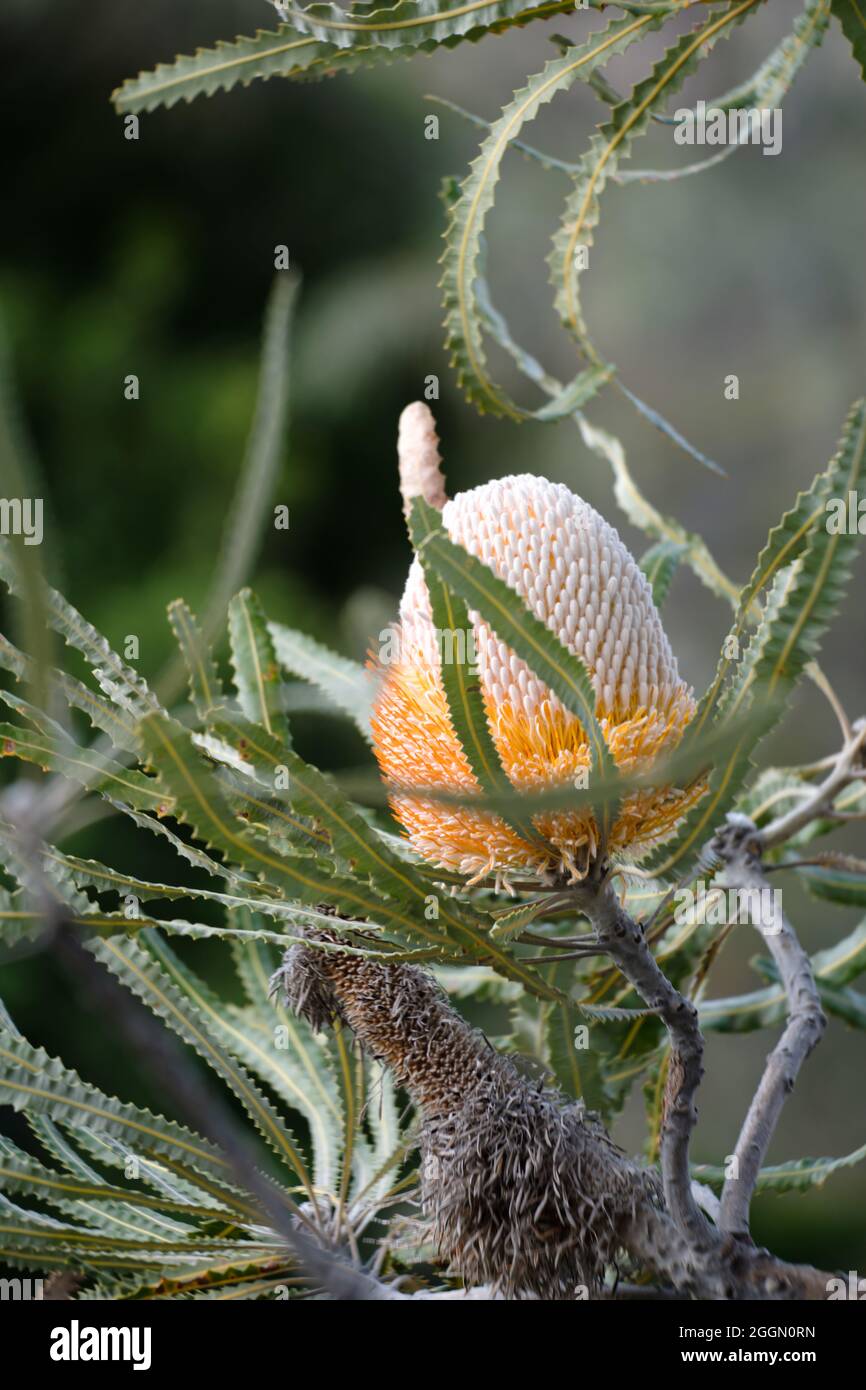 Banksia prionotes, eine aus Mais geformte Blume einer australischen einheimischen Pflanze Stockfoto