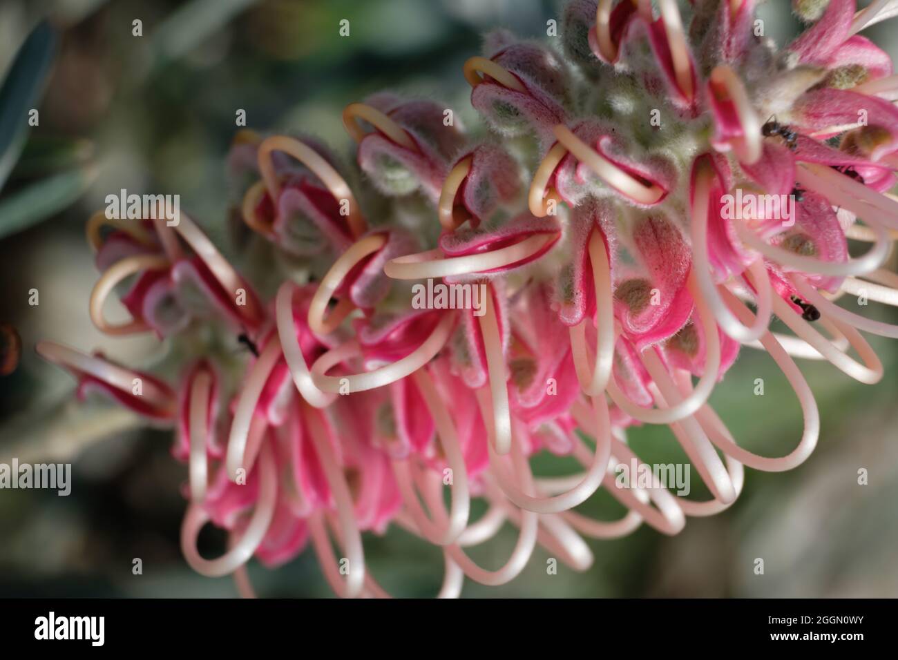 Pink Flowering Grevillea, Nahaufnahme einer australischen Pflanze Stockfoto