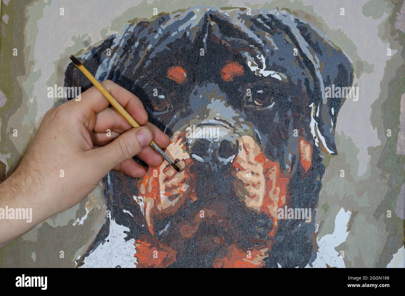 Der Mensch Malt Bild Nach Zahl Portrat Des Rottweiler Hundes Zeichnen Lernen Home Entertainment Talent Und Kreativitatskonzept Stockfotografie Alamy