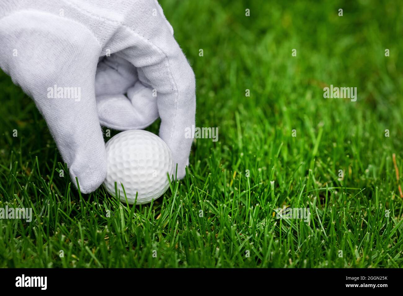 Hand mit weißem Handschuh legte einen Golfball auf Gras. Platz kopieren Stockfoto