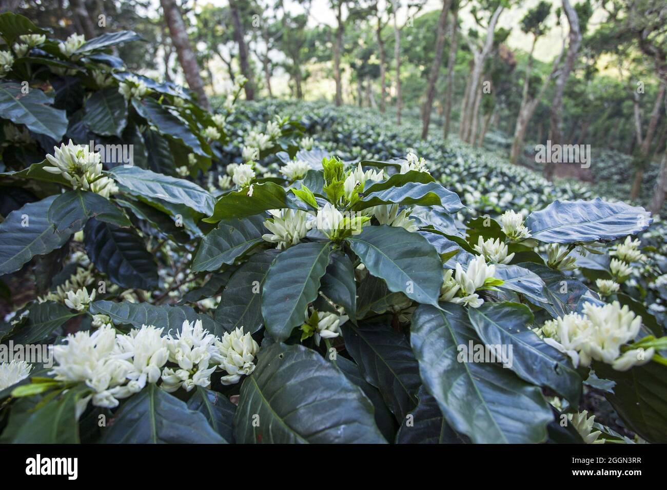 Detail der Kaffeepflanze Blume (Coffea) blht in der Mitte der  Kaffeekulturen in den Hngen des Tecuamburro Vulkans. Coffea sind die  Blumen, die auf der Kaffeeplantage Pflanze erscheinen und sind riechend,  wei oder