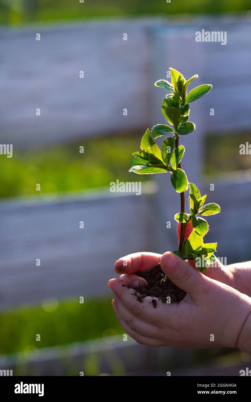 Tag Der Erde. Ein Baumsapling in den Händen der Kinder auf dem Hintergrund des Grases. Waldschutzkonzept. Weltumwelttag Stockfoto