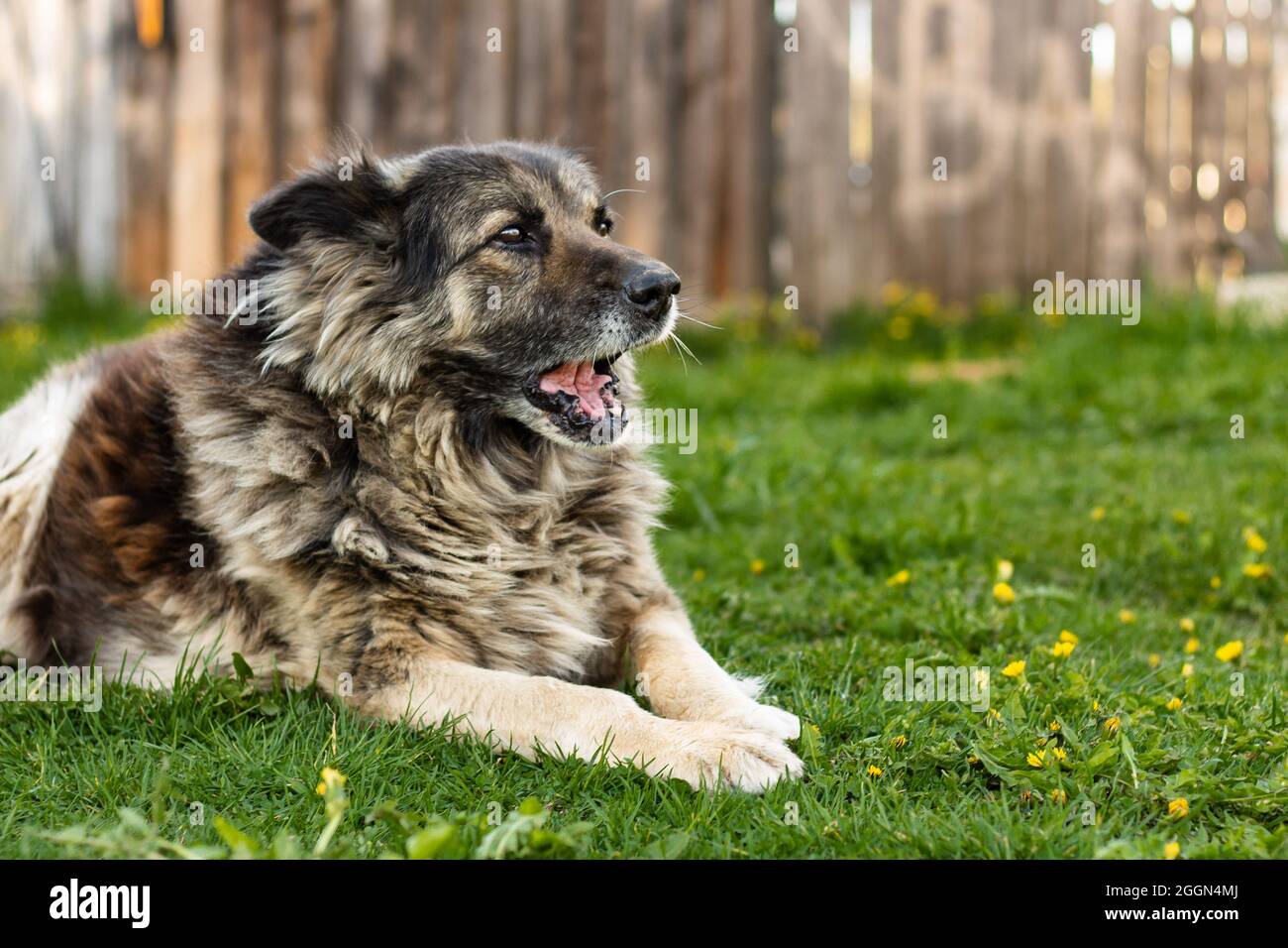 Ein großer, gut gezüchteter Hund liegt auf dem Gras und bellt vor dem Hintergrund eines alten Holzzauns Stockfoto