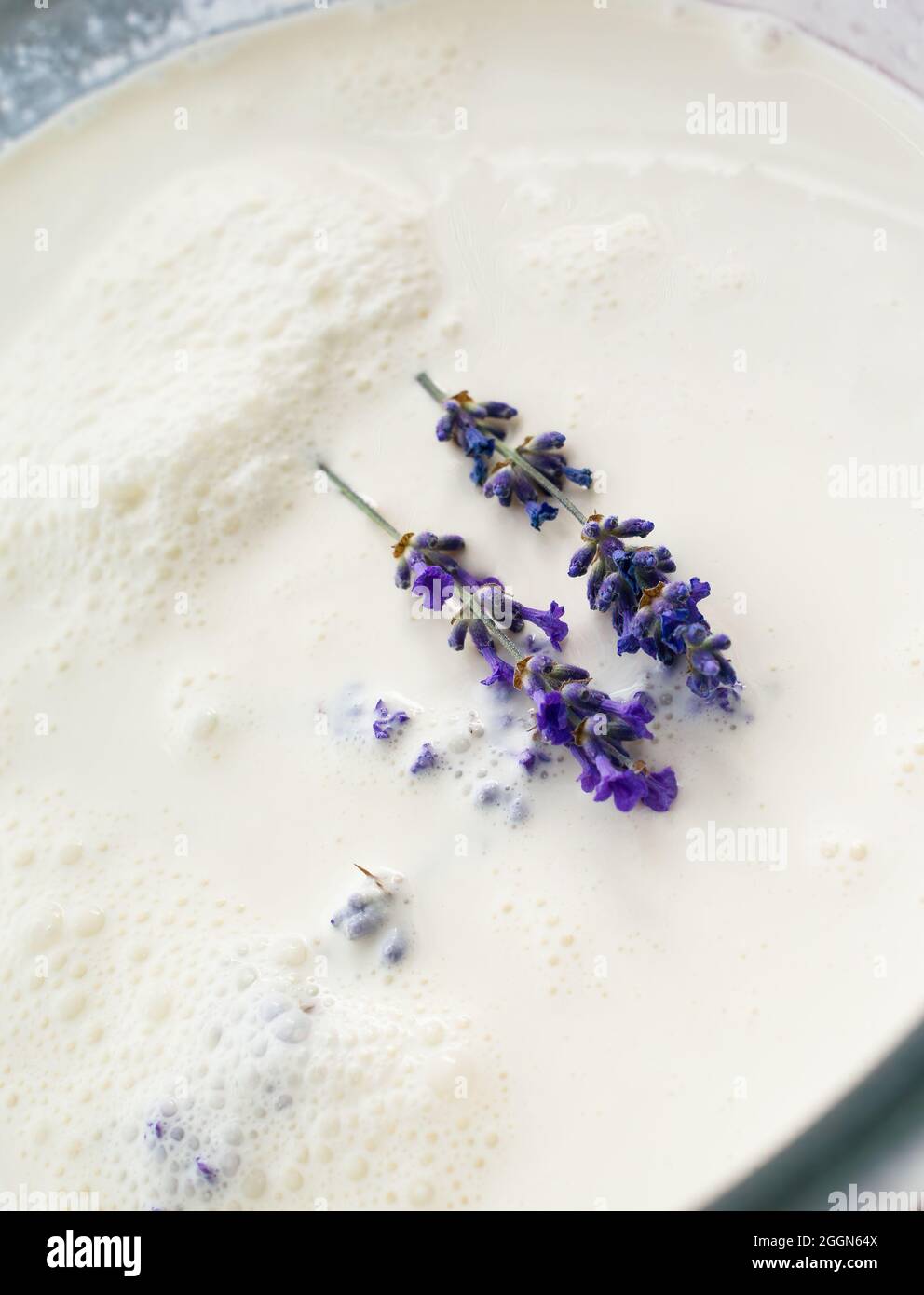 Zwei Zweige frischen Lavendels auf einer Vanillecreme Stockfoto