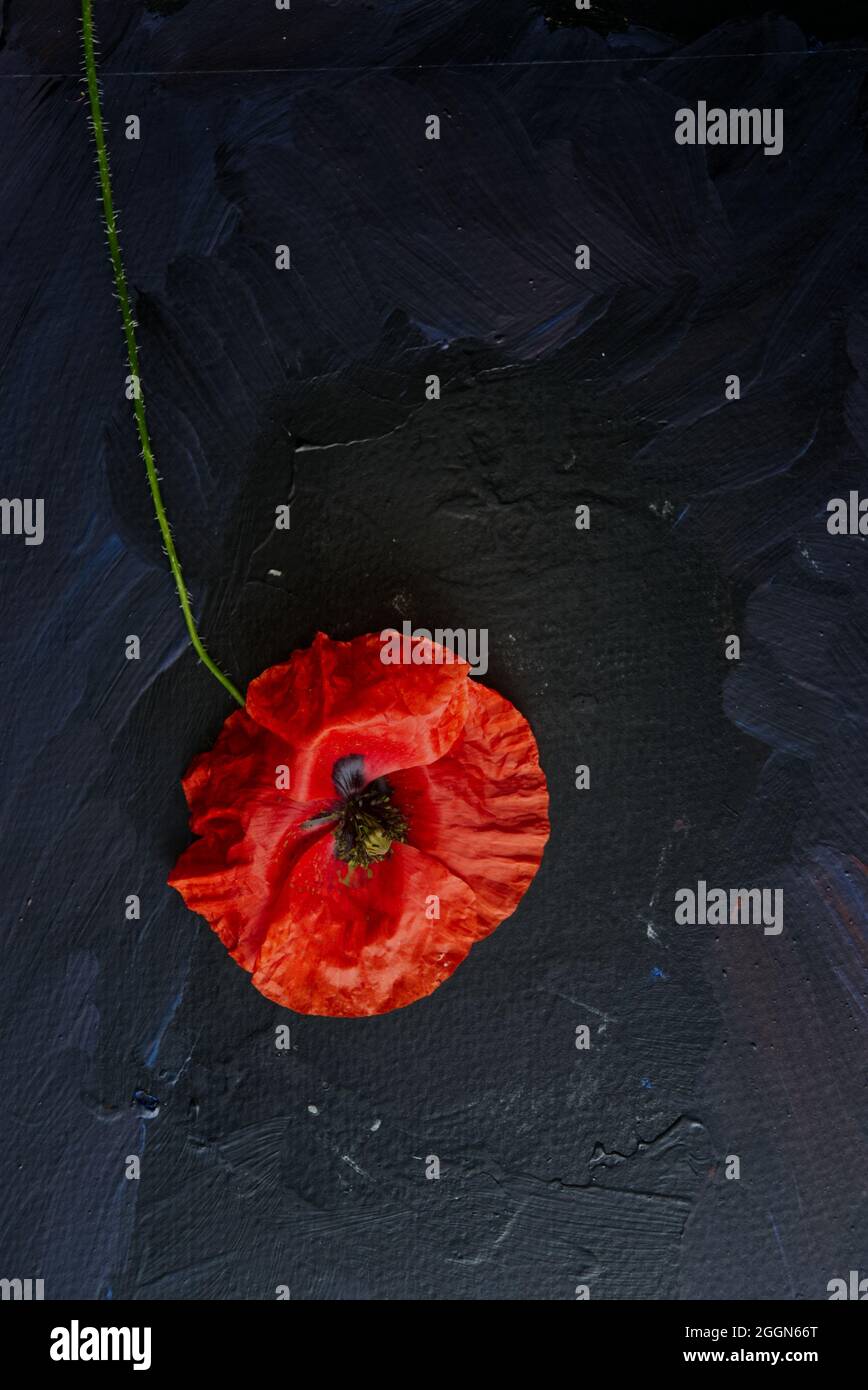 Ein roter Mohn, der auf einem strukturierten, dunklen Hintergrund liegt. Stockfoto