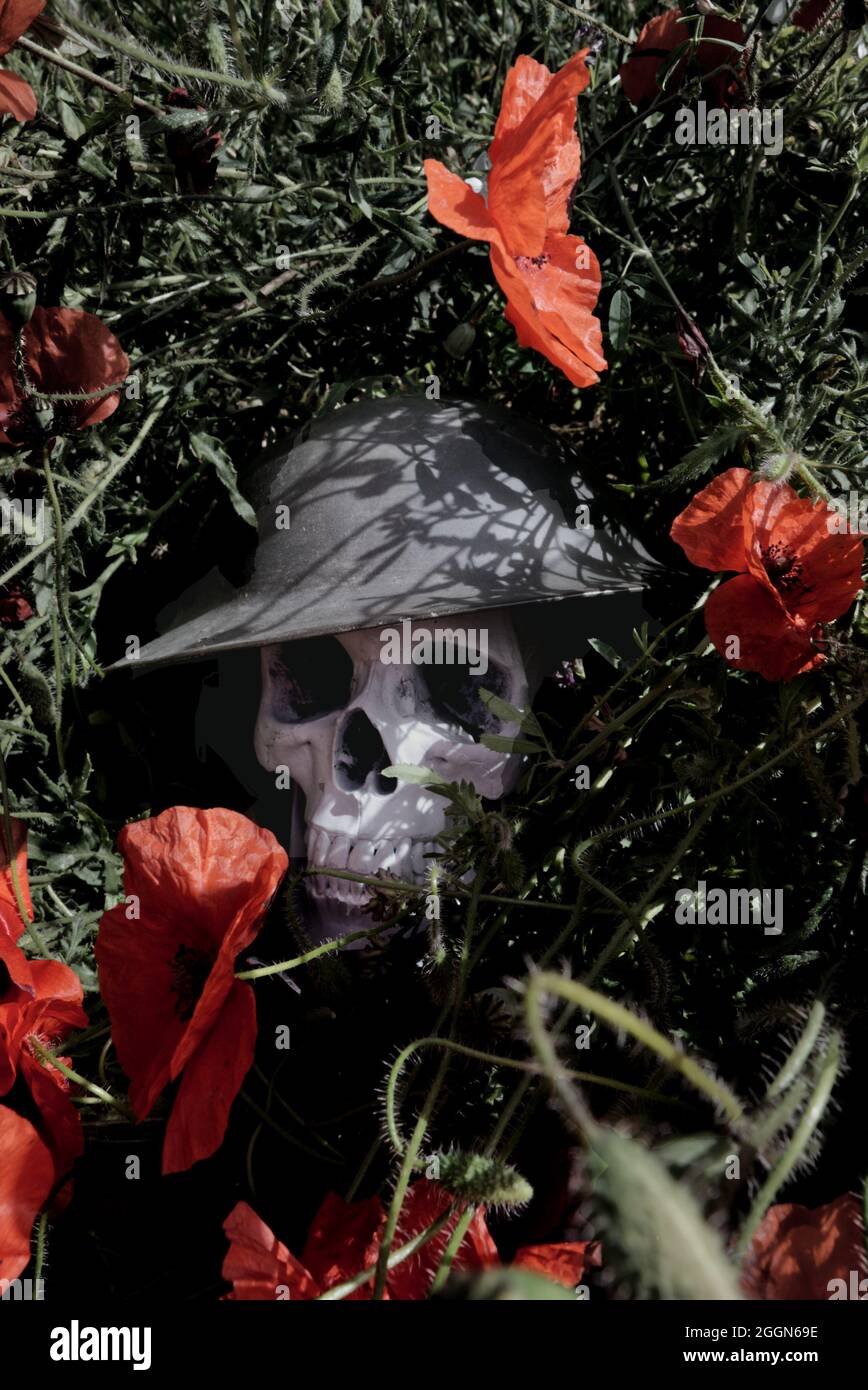 Schädel trägt Weltkrieg 1 britischen Soldaten Stahlhelm von Mohn natürlichen Outdoor-Wachstum umgeben. Stockfoto