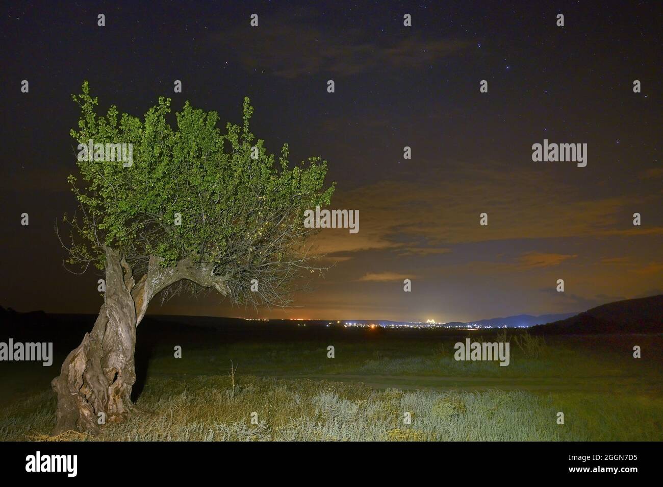 Nacht und Alter Einzelbaum in Macin Mountains, Rumänien Stockfoto