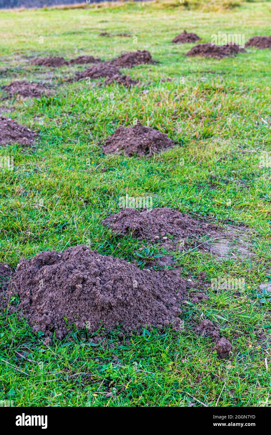 Maulwurffelungen in einem Garten Stockfoto