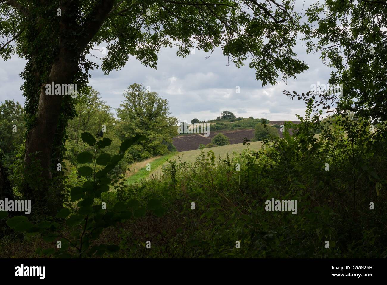 Blick auf die Landschaft durch Bäume, Spetisbury, Dorset, England Stockfoto